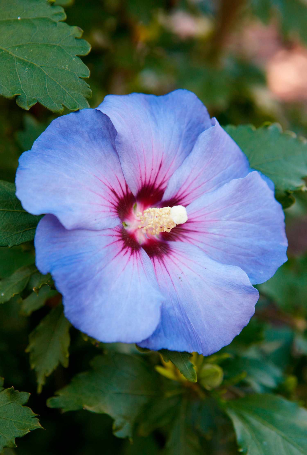 Blue hibiscus flower with a pink center